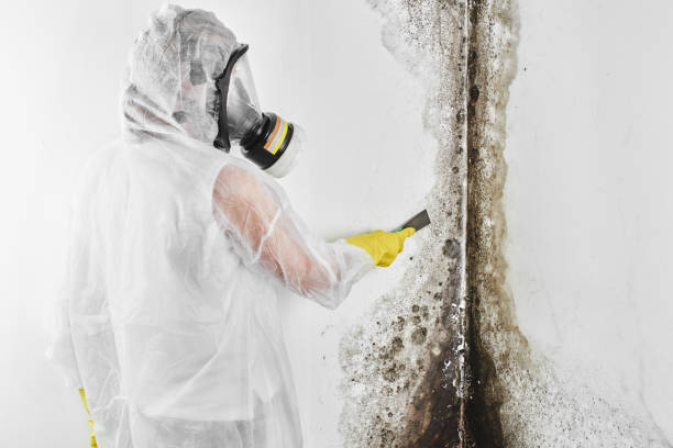 Best Asbestos and Lead Testing During Mold Inspection  in Parkland, FL